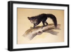 Aye-Aye, 1861-Joseph Wolf-Framed Giclee Print