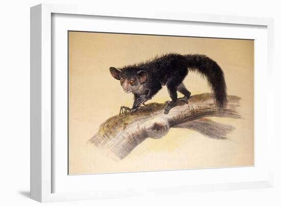 Aye-Aye, 1861-Joseph Wolf-Framed Giclee Print