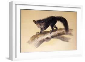 Aye-Aye, 1861-Joseph Wolf-Framed Giclee Print