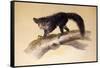 Aye-Aye, 1861-Joseph Wolf-Framed Stretched Canvas