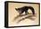 Aye-Aye, 1861-Joseph Wolf-Framed Stretched Canvas