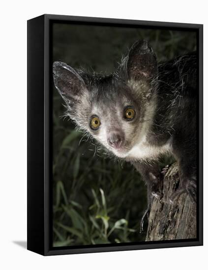 Aye-Aye (Daubentonia Madagascariensis) Extracting Beetle Grubs from Wood-Nick Garbutt-Framed Stretched Canvas