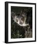 Aye-Aye (Daubentonia Madagascariensis) Extracting Beetle Grubs from Wood-Nick Garbutt-Framed Photographic Print