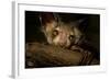 Aye-Aye (Daubentonia Madagascariensis) Extracting Beetle Grubs From Wood-Nick Garbutt-Framed Photographic Print