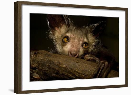 Aye-Aye (Daubentonia Madagascariensis) Extracting Beetle Grubs From Wood-Nick Garbutt-Framed Photographic Print