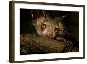 Aye-Aye (Daubentonia Madagascariensis) Extracting Beetle Grubs From Wood-Nick Garbutt-Framed Photographic Print