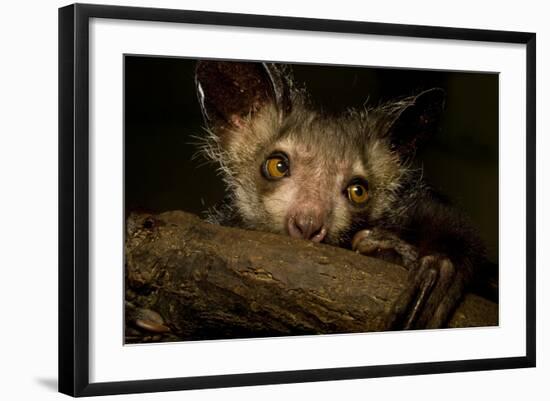 Aye-Aye (Daubentonia Madagascariensis) Extracting Beetle Grubs From Wood-Nick Garbutt-Framed Photographic Print