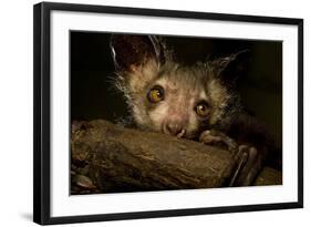 Aye-Aye (Daubentonia Madagascariensis) Extracting Beetle Grubs From Wood-Nick Garbutt-Framed Photographic Print