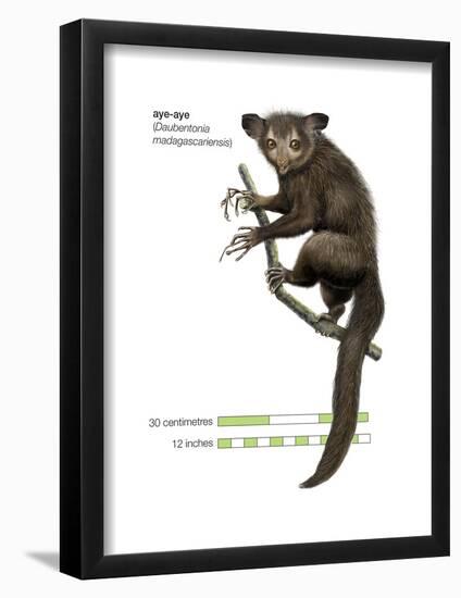 Aye-Aye (Daubentonia Madagascariensis), Primate, Mammals-Encyclopaedia Britannica-Framed Poster