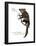 Aye-Aye (Daubentonia Madagascariensis), Primate, Mammals-Encyclopaedia Britannica-Framed Poster