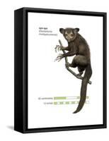 Aye-Aye (Daubentonia Madagascariensis), Primate, Mammals-Encyclopaedia Britannica-Framed Stretched Canvas