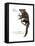 Aye-Aye (Daubentonia Madagascariensis), Primate, Mammals-Encyclopaedia Britannica-Framed Stretched Canvas