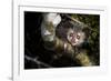 Aye-aye looking down from branch in forest at night, Madagascar-Nick Garbutt-Framed Photographic Print