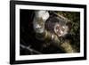 Aye-aye looking down from branch in forest at night, Madagascar-Nick Garbutt-Framed Photographic Print