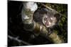 Aye-aye looking down from branch in forest at night, Madagascar-Nick Garbutt-Mounted Photographic Print