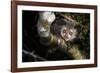 Aye-aye looking down from branch in forest at night, Madagascar-Nick Garbutt-Framed Photographic Print