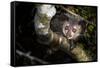 Aye-aye looking down from branch in forest at night, Madagascar-Nick Garbutt-Framed Stretched Canvas