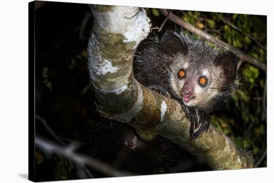 Aye-aye looking down from branch in forest at night, Madagascar-Nick Garbutt-Stretched Canvas
