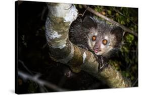 Aye-aye looking down from branch in forest at night, Madagascar-Nick Garbutt-Stretched Canvas