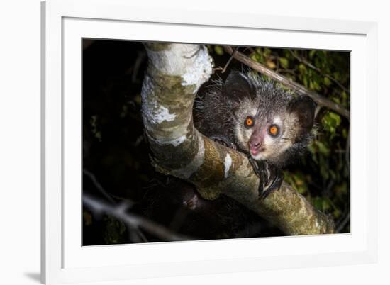 Aye-aye looking down from branch in forest at night, Madagascar-Nick Garbutt-Framed Photographic Print