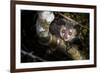 Aye-aye looking down from branch in forest at night, Madagascar-Nick Garbutt-Framed Photographic Print