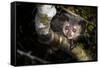 Aye-aye looking down from branch in forest at night, Madagascar-Nick Garbutt-Framed Stretched Canvas