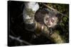 Aye-aye looking down from branch in forest at night, Madagascar-Nick Garbutt-Stretched Canvas