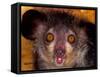 Aye-Aye, Madagascar-Art Wolfe-Framed Stretched Canvas