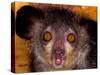 Aye-Aye, Madagascar-Art Wolfe-Stretched Canvas