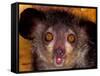 Aye-Aye, Madagascar-Art Wolfe-Framed Stretched Canvas