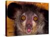 Aye-Aye, Madagascar-Art Wolfe-Stretched Canvas