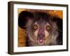 Aye-Aye, Madagascar-Art Wolfe-Framed Premium Photographic Print