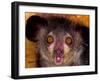 Aye-Aye, Madagascar-Art Wolfe-Framed Premium Photographic Print