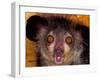 Aye-Aye, Madagascar-Art Wolfe-Framed Premium Photographic Print