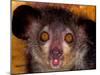 Aye-Aye, Madagascar-Art Wolfe-Mounted Premium Photographic Print