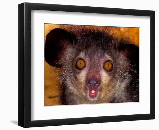 Aye-Aye, Madagascar-Art Wolfe-Framed Photographic Print