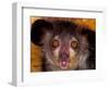 Aye-Aye, Madagascar-Art Wolfe-Framed Photographic Print