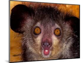 Aye-Aye, Madagascar-Art Wolfe-Mounted Photographic Print