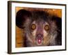 Aye-Aye, Madagascar-Art Wolfe-Framed Photographic Print