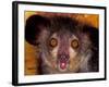 Aye-Aye, Madagascar-Art Wolfe-Framed Photographic Print