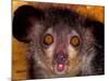 Aye-Aye, Madagascar-Art Wolfe-Mounted Photographic Print