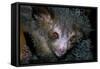 Aye-Aye-null-Framed Stretched Canvas