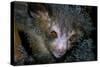 Aye-Aye-null-Stretched Canvas