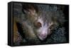 Aye-Aye-null-Framed Stretched Canvas