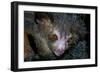 Aye-Aye-null-Framed Photographic Print