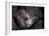 Aye-Aye-null-Framed Photographic Print