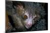 Aye-Aye-null-Mounted Photographic Print