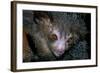 Aye-Aye-null-Framed Photographic Print