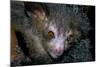 Aye-Aye-null-Mounted Photographic Print