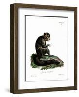 Aye-Aye-null-Framed Giclee Print